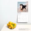 image Bernese Mountain Dogs 2024 Wall Calendar Third Alternate Image width=&quot;1000&quot; height=&quot;1000&quot;