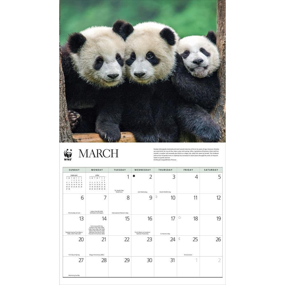 Giant Pandas Wwf 2022 Wall Calendar - Calendars.com