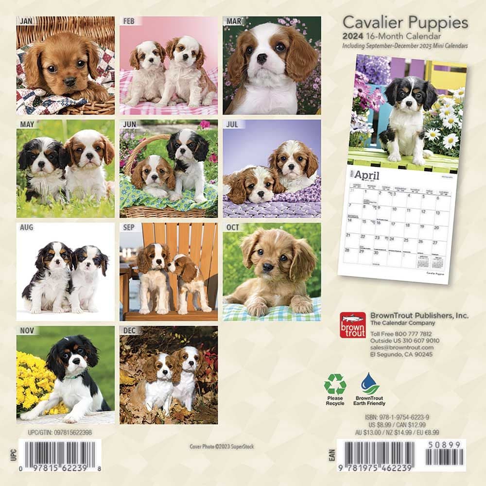 Cavalier King Charles Puppies 2024 Mini Wall Calendar Alternate Image 1