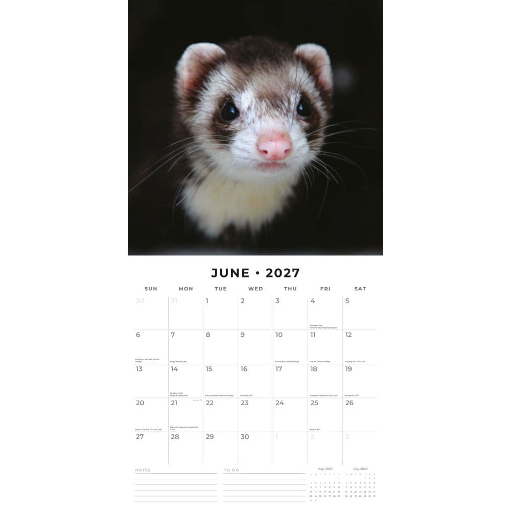Ferrets 2027 Wall Calendar Second Alternate Image