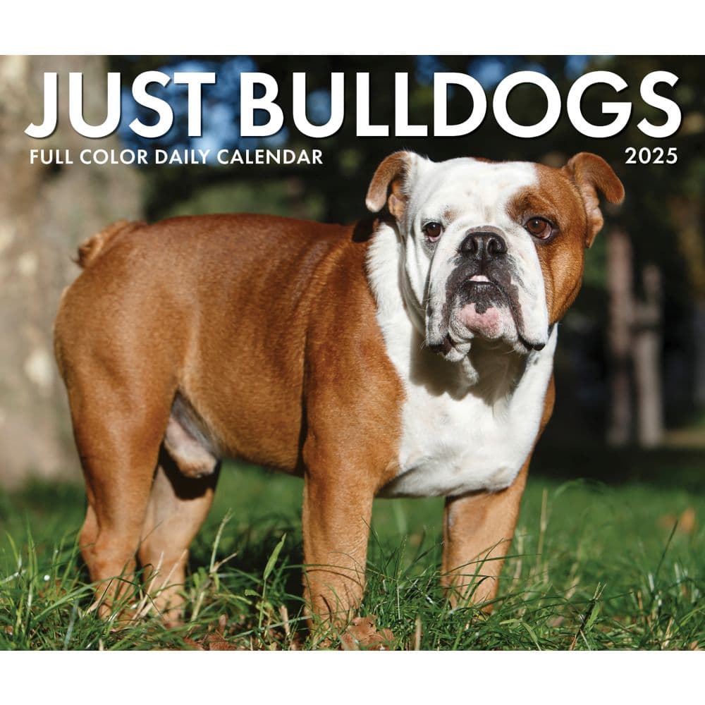 Just Bulldogs 2025 Desk Calendar Main Image