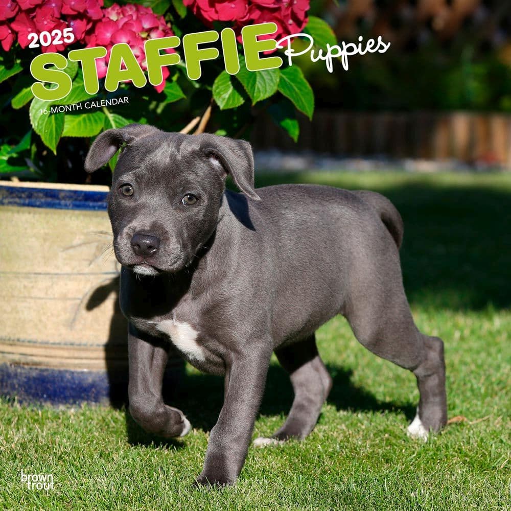 Staff Bull Terrier Puppies 2025 Wall Calendar  Main Image