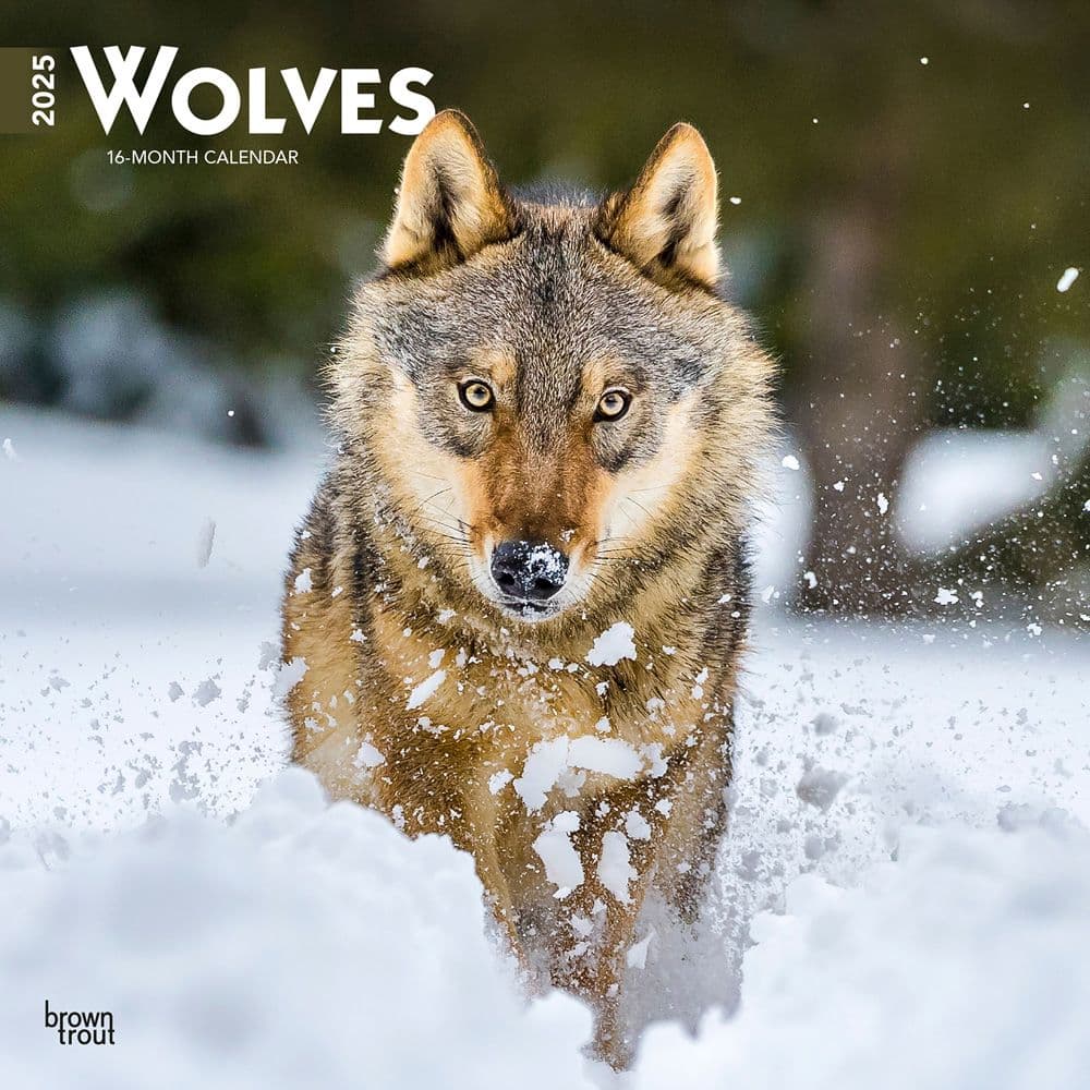 Wolves 2025 Wall Calendar by BrownTrout