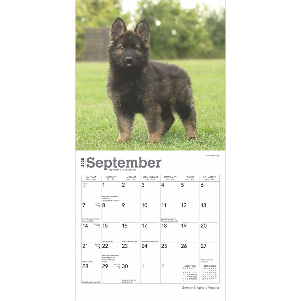 German Shepherd Puppies 2025 Mini Wall Calendar Third Alternate Image width=&quot;1000&quot; height=&quot;1000&quot;