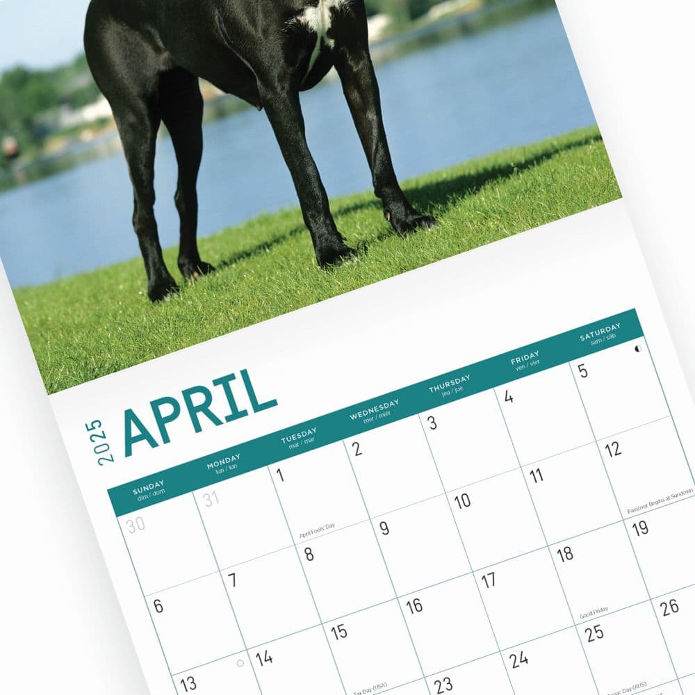 Great Danes 2025 Wall Calendar Sixth Alternate Image