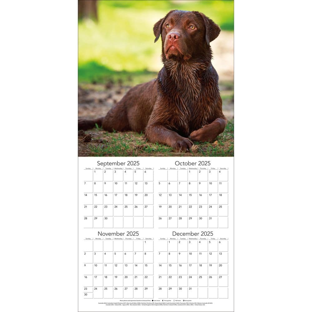 Labrador Retreivers Photo 2026 Wall Calendar_ALT2