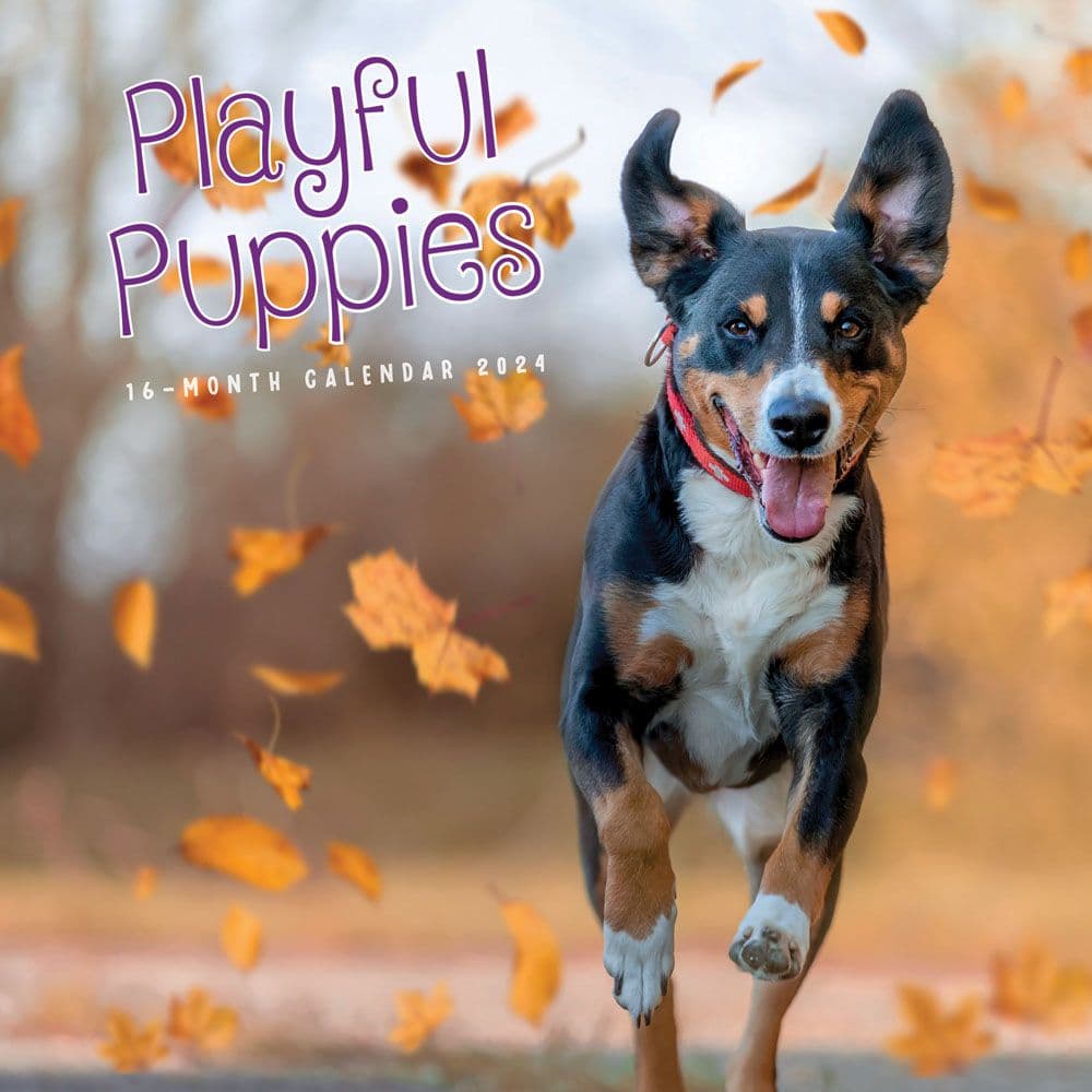 Playful Puppies 2024 Wall Calendar - Calendars.com
