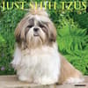 image Just Shih Tzus 2025 Wall Calendar Main Product Image width=&quot;1000&quot; height=&quot;1000&quot;