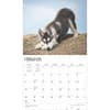 image Siberian Huskies Deluxe 2025 Wall Calendar Second Alternate Image