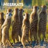 image Meerkats 2025 Wall Calendar  Main Image