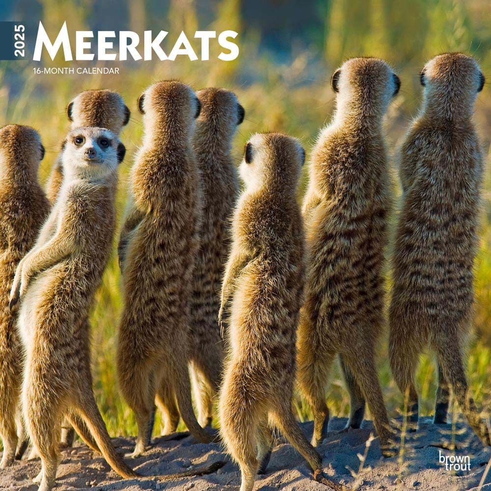 Meerkats 2025 Wall Calendar  Main Image