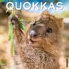 image Quokkas 2025 Wall Calendar Main Image