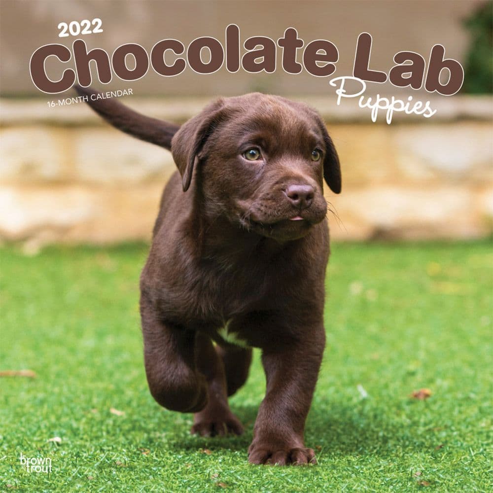Chocolate Lab Retriever Puppies 2022 Wall Calendar