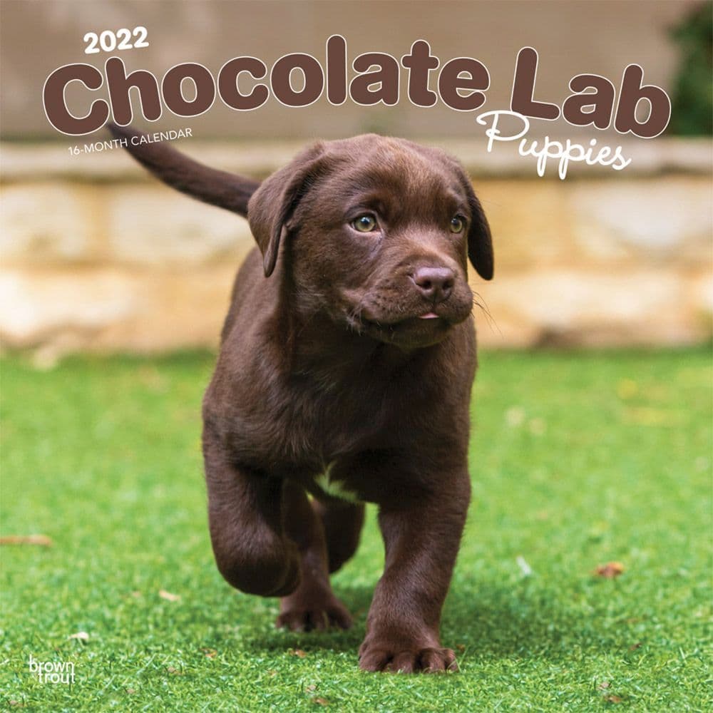 Chocolate Lab Retriever Puppies 2022 Wall Calendar Calendars Com