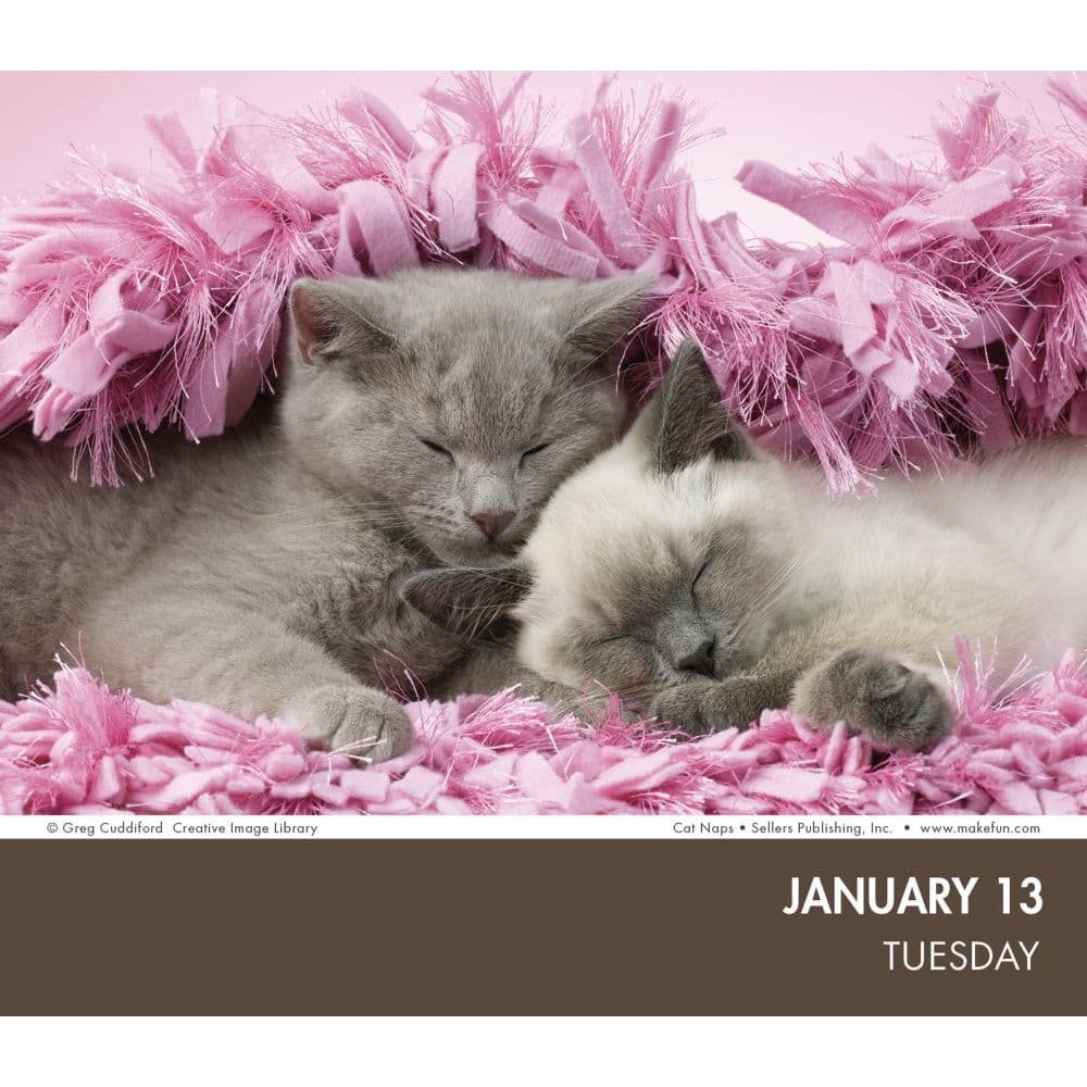 Cat Naps 2026 Desk Calendar Second Alternate Image