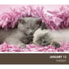 image Cat Naps 2026 Desk Calendar Second Alternate Image