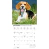 image Beagles 2026 Mini Wall Calendar Fourth Alternate Image