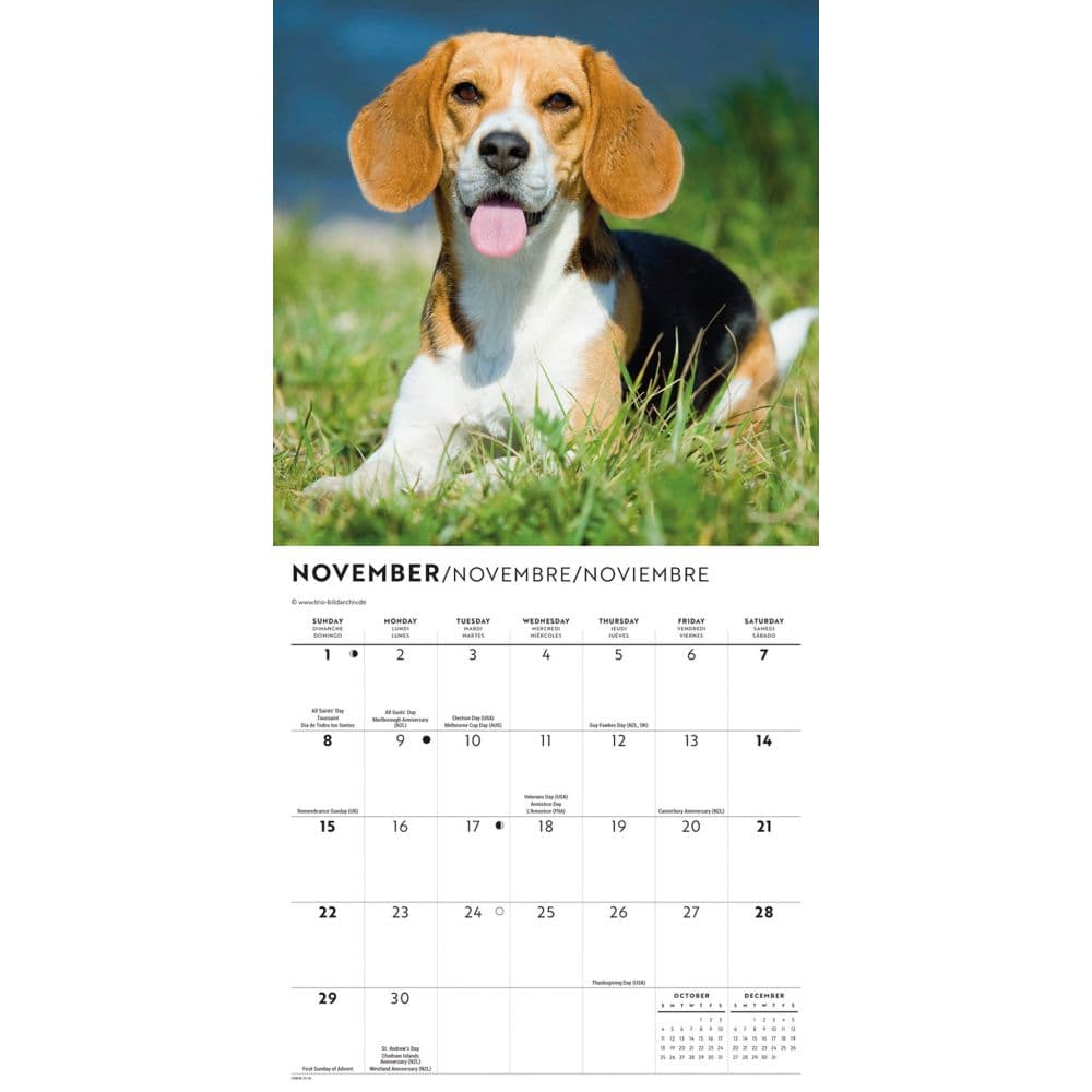 Beagles 2026 Mini Wall Calendar Fourth Alternate Image