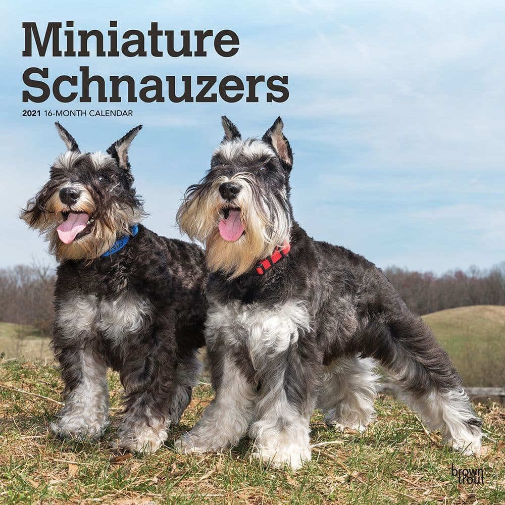 Miniature Schnauzers Wall Calendar
