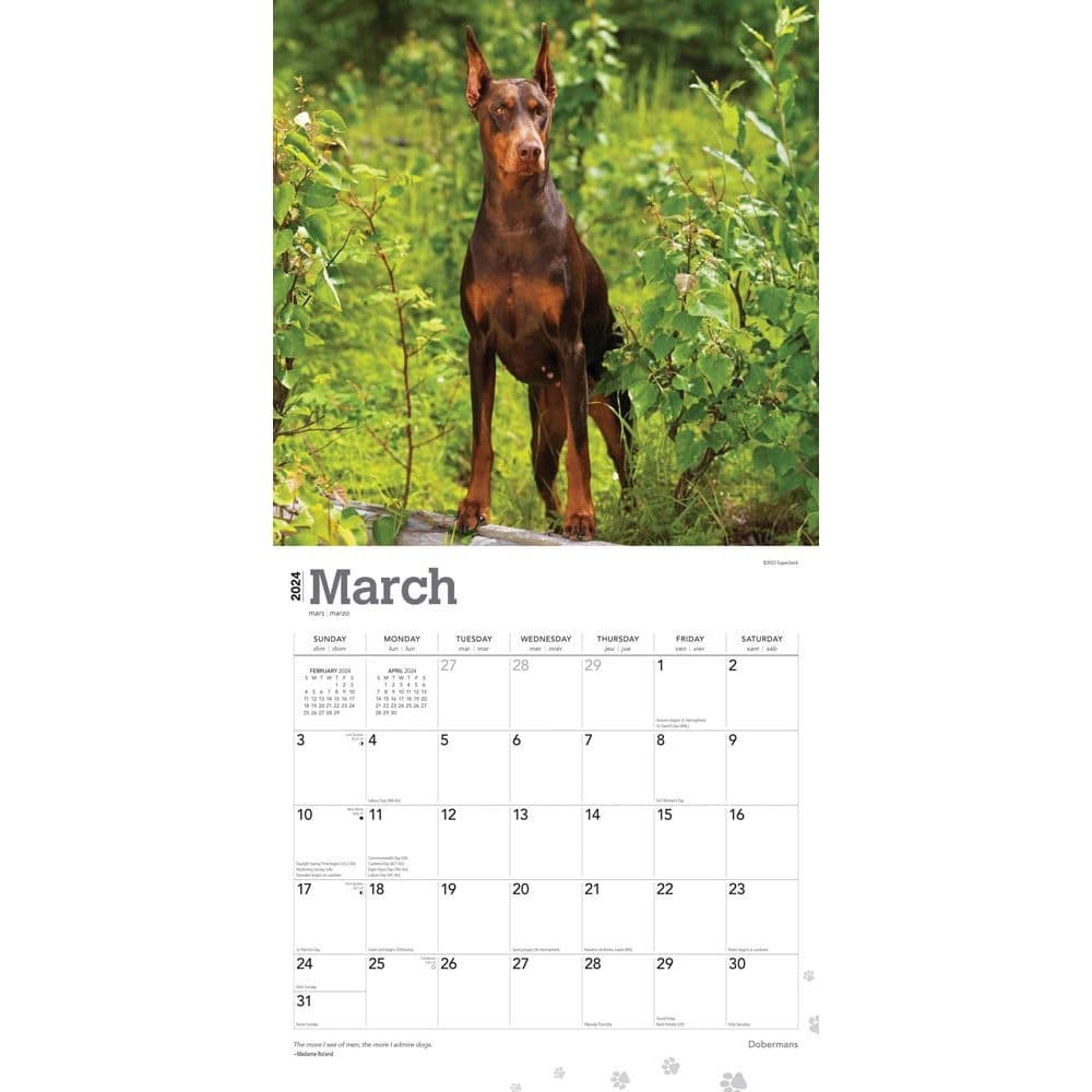 Dobermans 2024 Wall Calendar