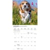 image Beagles 2026 Mini Wall Calendar Second Alternate Image