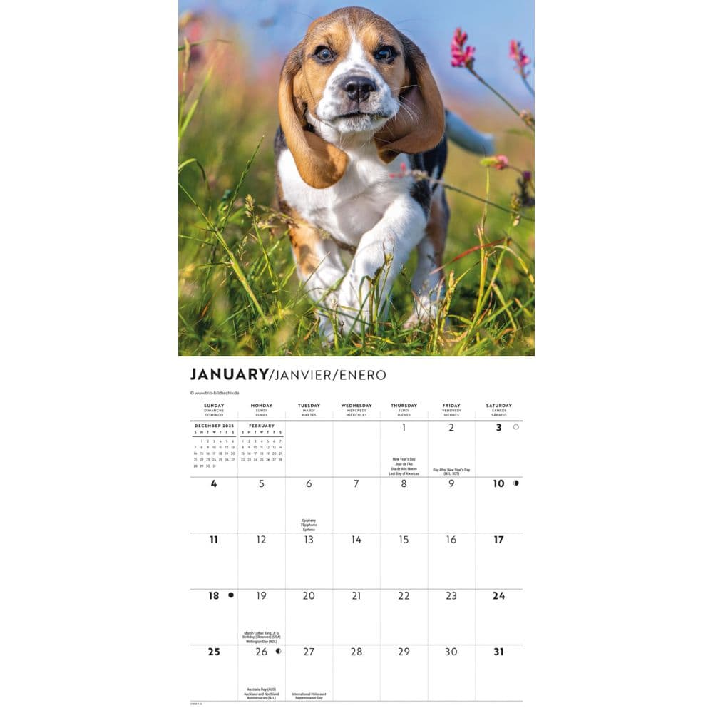 Beagles 2026 Mini Wall Calendar Second Alternate Image