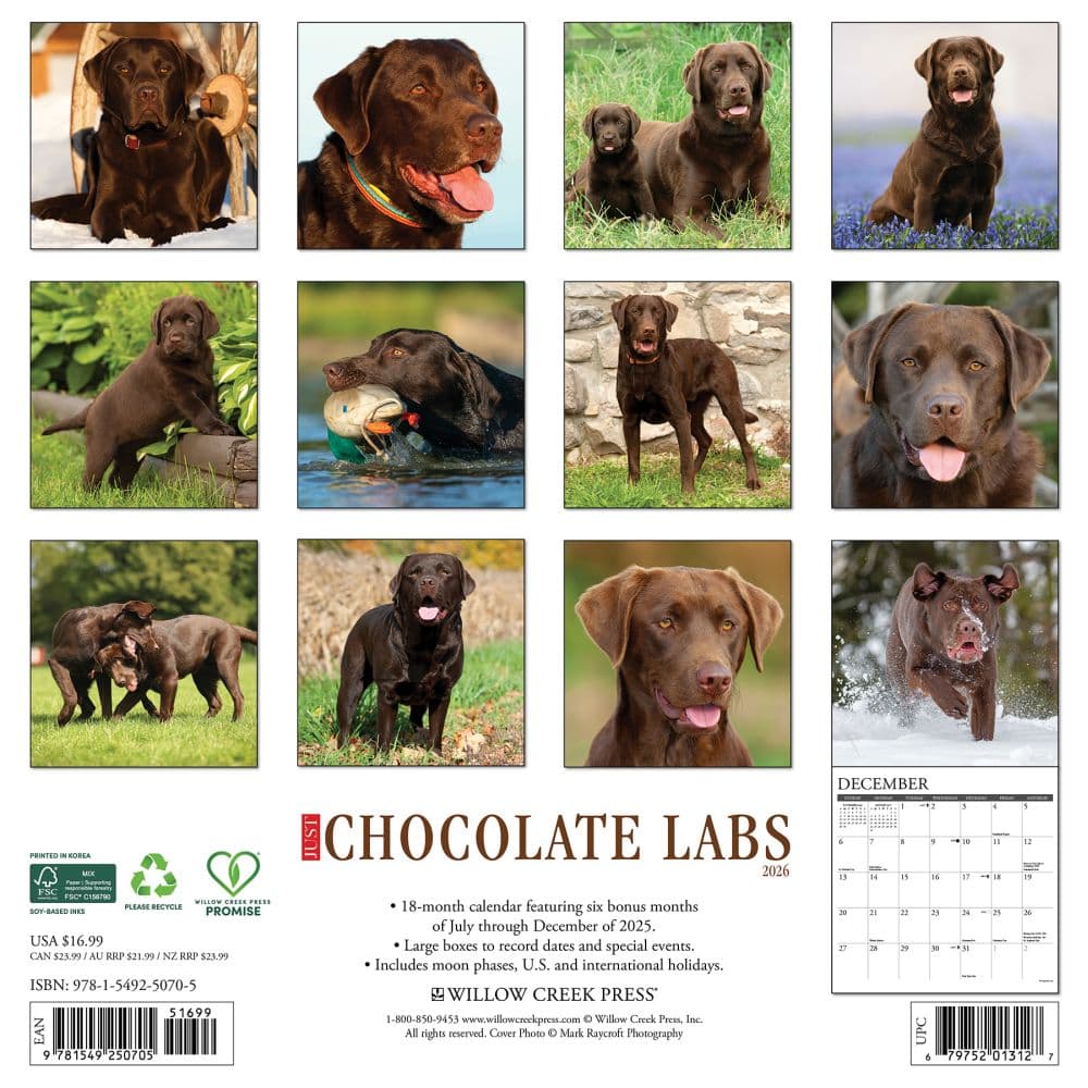 Just Chocolate Labs 2026 Wall Calendar First Alternate Image
