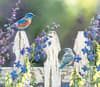 image Songbirds 2024 Desktop Wallpaper