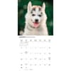 image Siberian Husky Puppies 2026 Wall Calendar Fourth Alternate Image