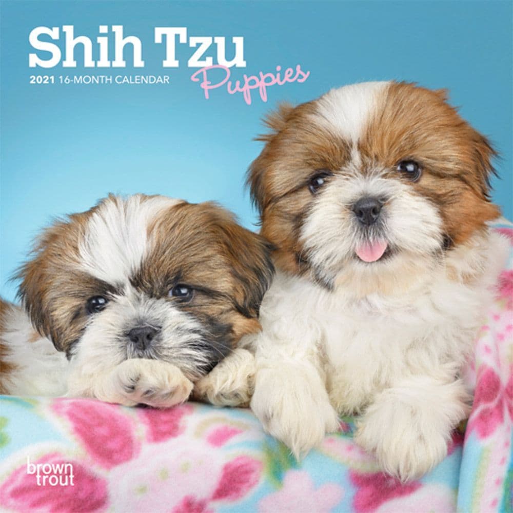 Shih Tzu Puppies Mini Calendar
