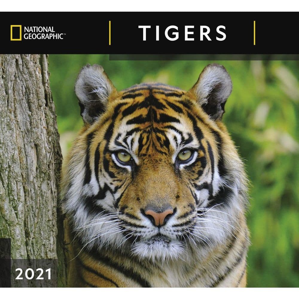 Tigers National Geographic Wall Calendar - Calendars.com