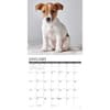 image Jack Russell Puppies 2025 Wall Calendar