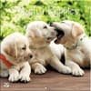 image Puppies Playful Photo 2024 Mini Wall Calendar Main Product  Image width=&quot;1000&quot; height=&quot;1000&quot;