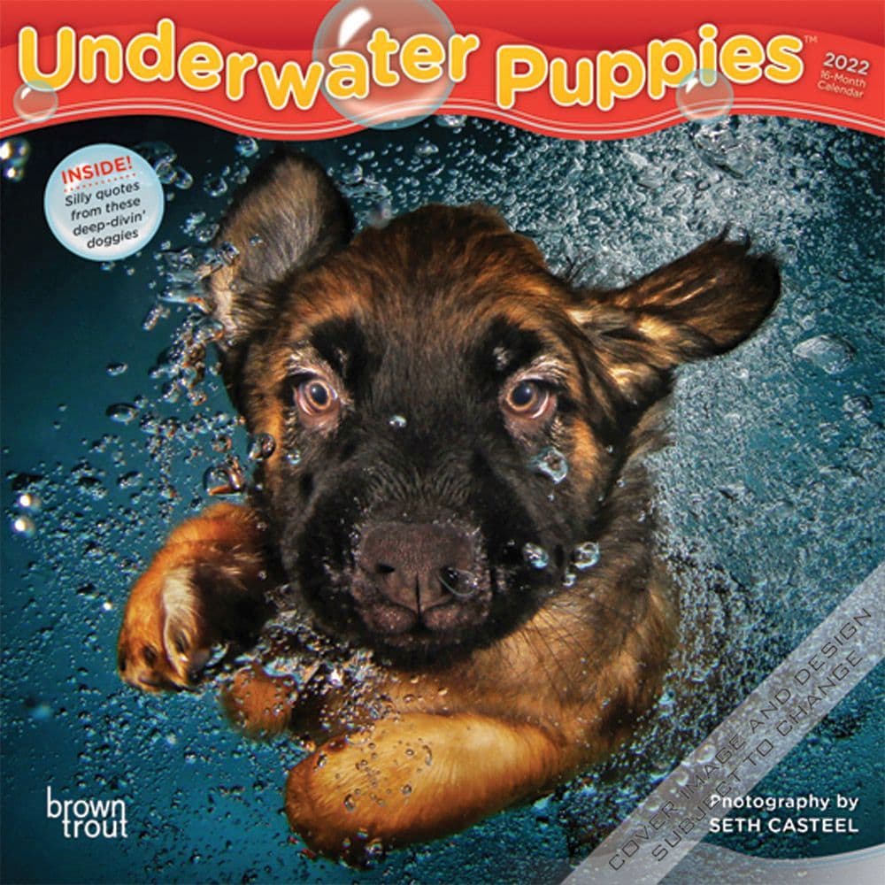 Underwater Dogs Calendar 2022 Underwater Puppies 2022 Mini Wall Calendar | Earth Shop