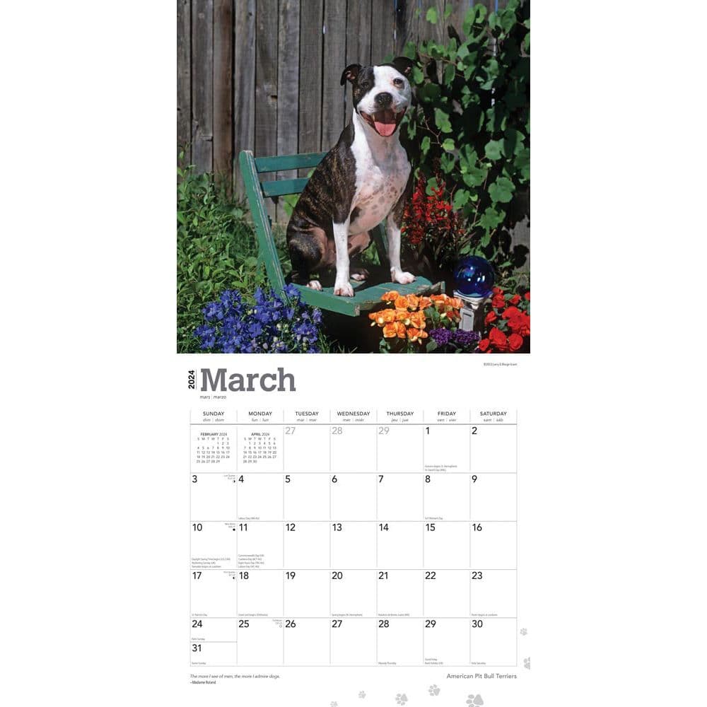 Pit Bull Terriers 2024 Wall Calendar