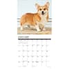 image Just Pembrook Corgis 2025 Wall Calendar Second Alternate Image width=&quot;1000&quot; height=&quot;1000&quot;