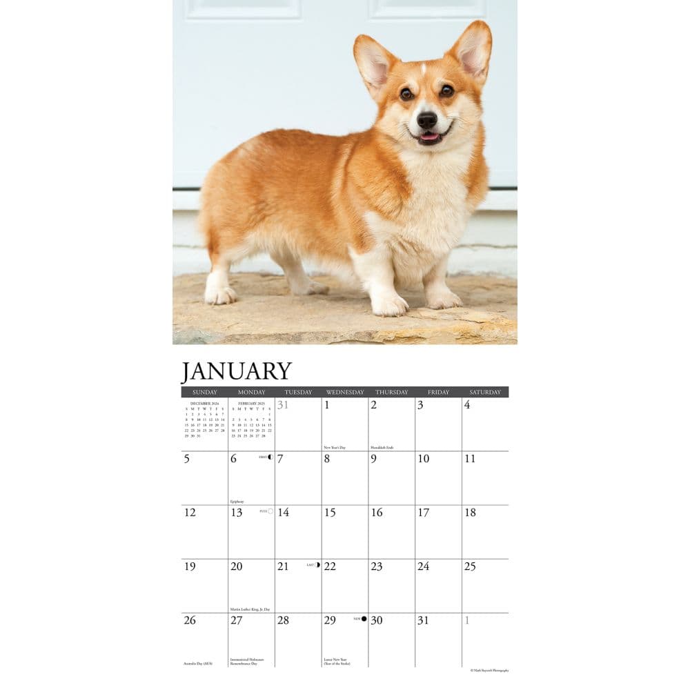 Just Pembrook Corgis 2025 Wall Calendar Second Alternate Image width=&quot;1000&quot; height=&quot;1000&quot;