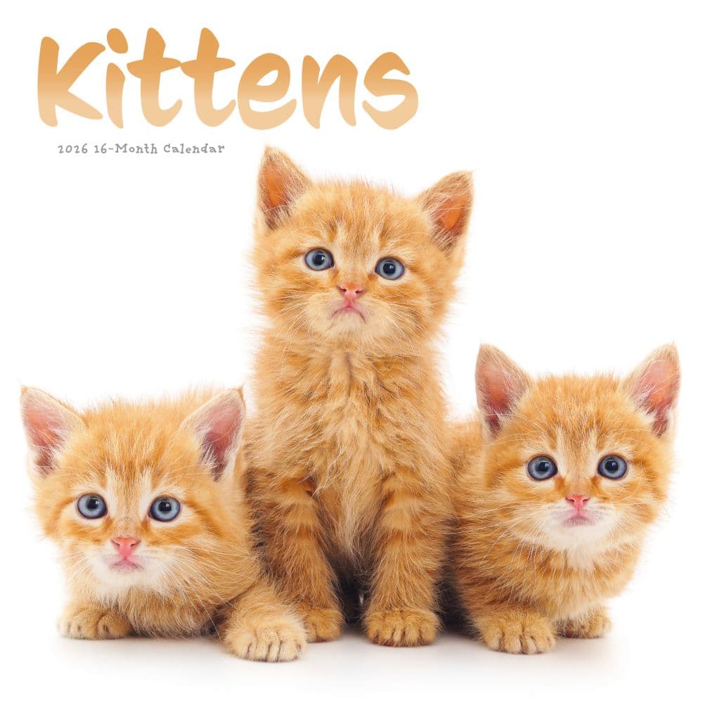 Kittens 2026 Wall Calendar Main Product Image