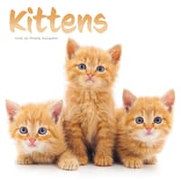 image Kittens 2026 Wall Calendar Main Product Image