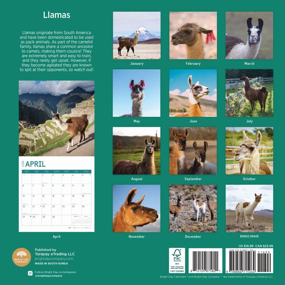 Llamas 2025 Wall Calendar First Alternate Image