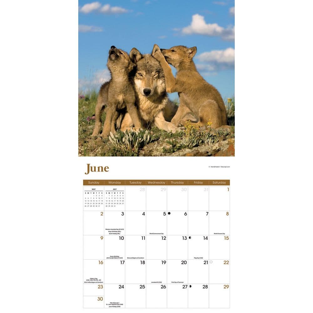 Wolves 2024 Wall Calendar