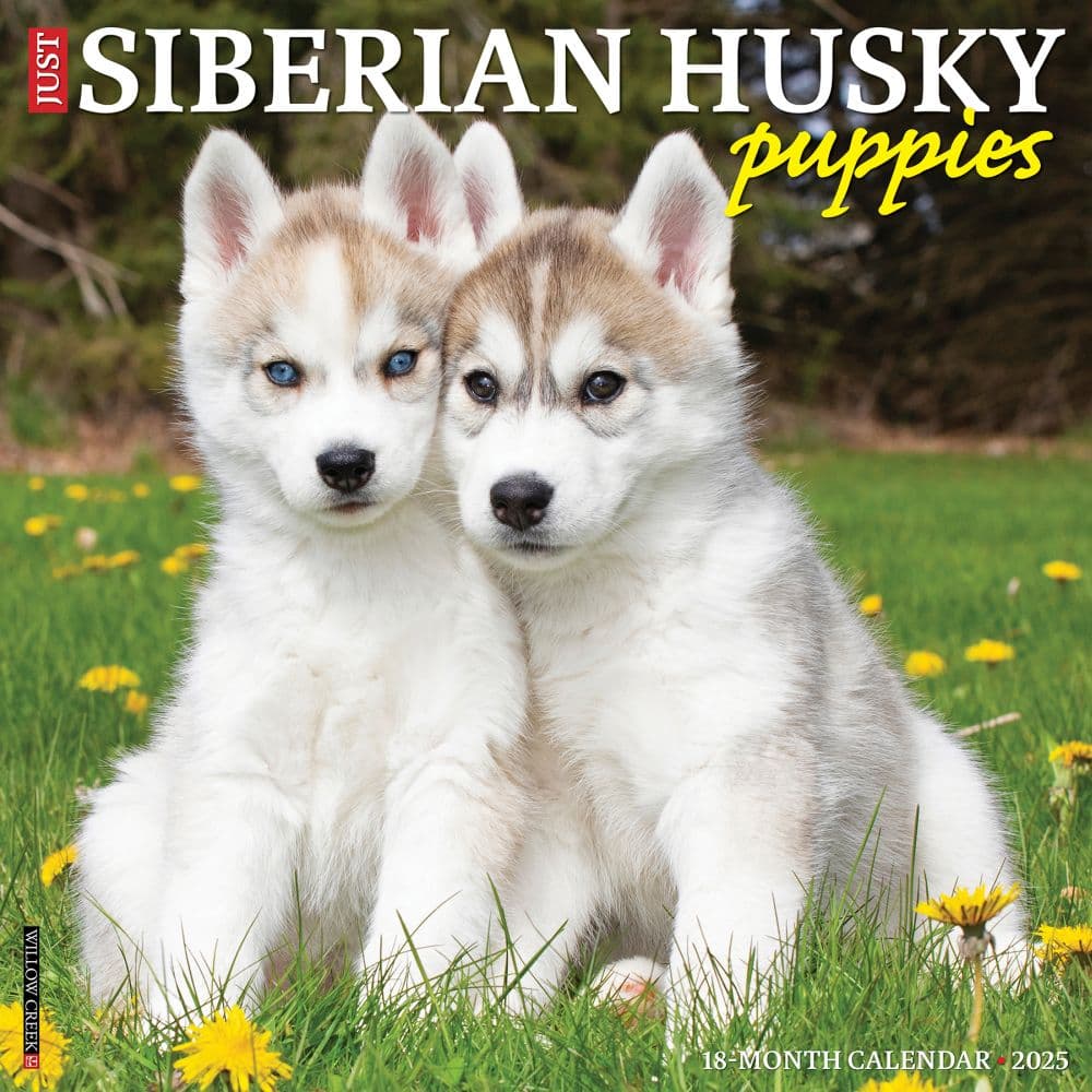 image Just Siberian Husky Puppies 2025 Wall Calendar Main Image