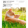 image Cat Page-A-Day Gallery 2027 Desk Calendar Third Alternate Image