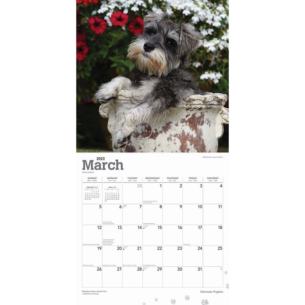 Schnauzer Puppies 2023 Wall Calendar - Calendars.com