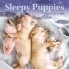 image Pooped Puppies 2026 Mini Wall Calendar Main Image