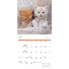 image Just Kittens 2026 Wall Calendar Third Alternate Image