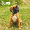 image Boxer Puppies 2024 Mini Wall Calendar Main Product Image width=&quot;1000&quot; height=&quot;1000&quot;