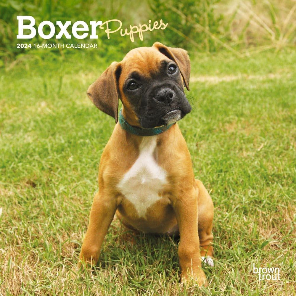 Boxer Puppies 2024 Mini Wall Calendar 