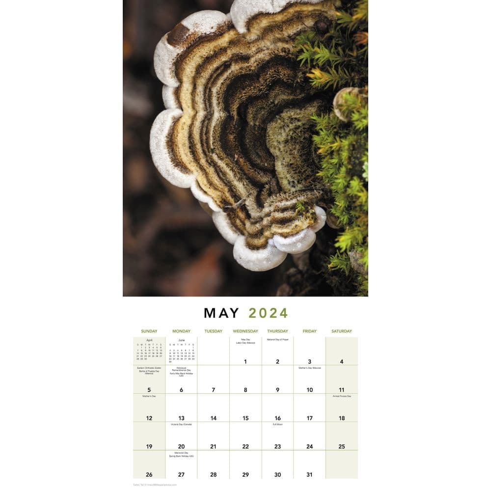 Mushrooms 2024 Wall Calendar Alternate Image 4