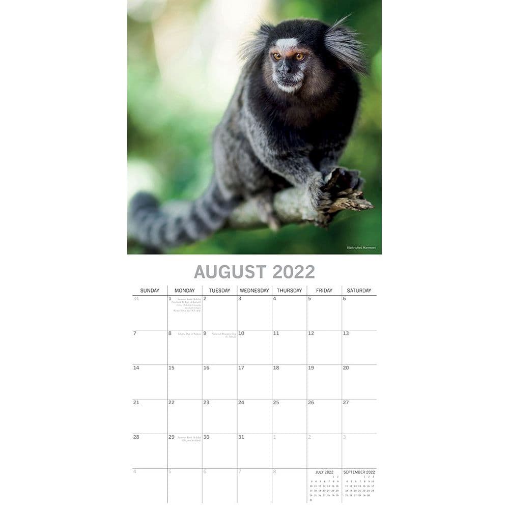 Monkey Business 2022 Wall Calendar - Calendars.com